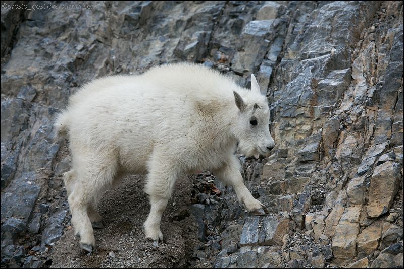  Yellowstone, животные photo OH9A8646_zpsc89154b6.jpg