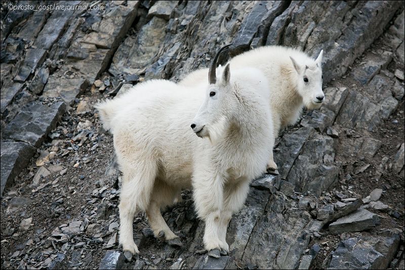  Yellowstone, животные photo OH9A8661_zps68726b30.jpg