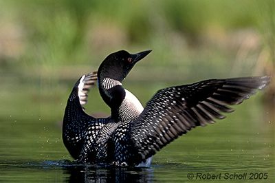 Подготовка к круизу HAL Ryndam вокруг Исландии с 20.06.15