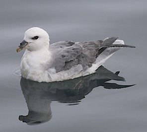 Подготовка к круизу HAL Ryndam вокруг Исландии с 20.06.15