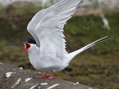 Подготовка к круизу HAL Ryndam вокруг Исландии с 20.06.15