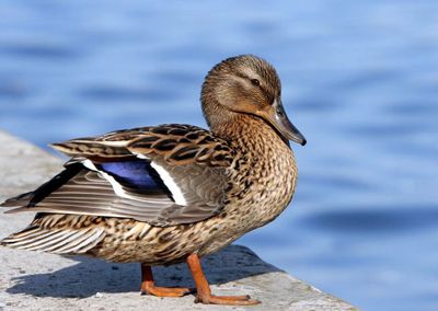 Подготовка к круизу HAL Ryndam вокруг Исландии с 20.06.15