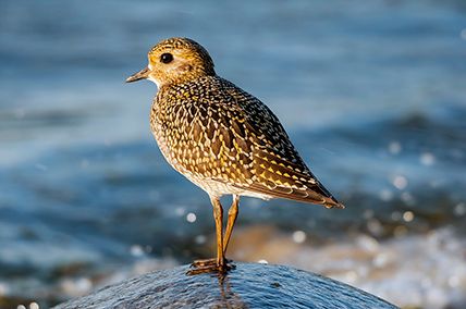 Подготовка к круизу HAL Ryndam вокруг Исландии с 20.06.15