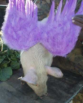 pig_with_fuzzy_wings.jpg