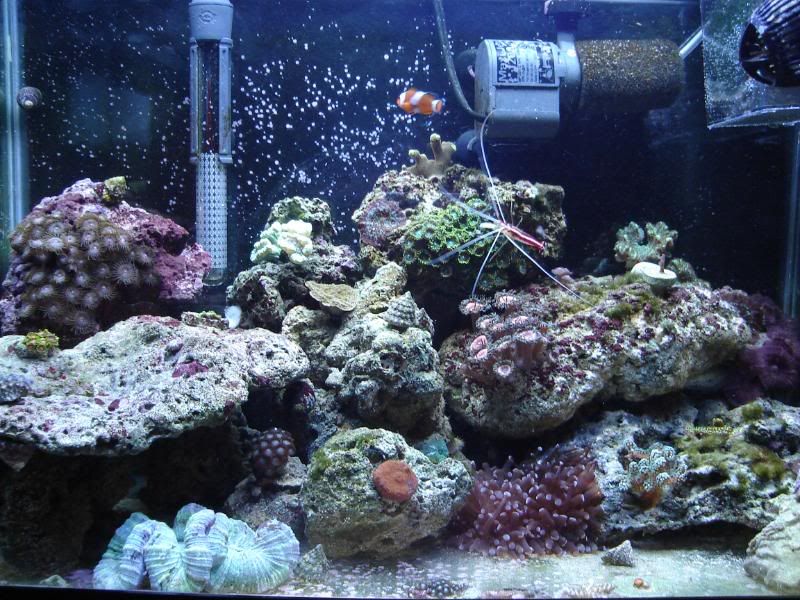 ReefTank001.jpg
