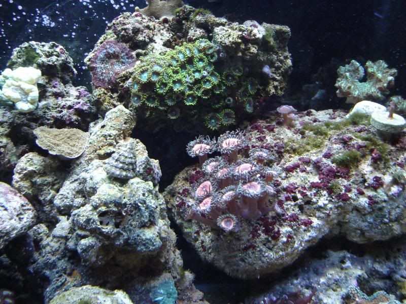 ReefTank002.jpg