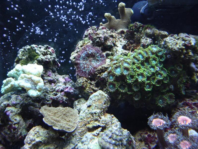 ReefTank004.jpg