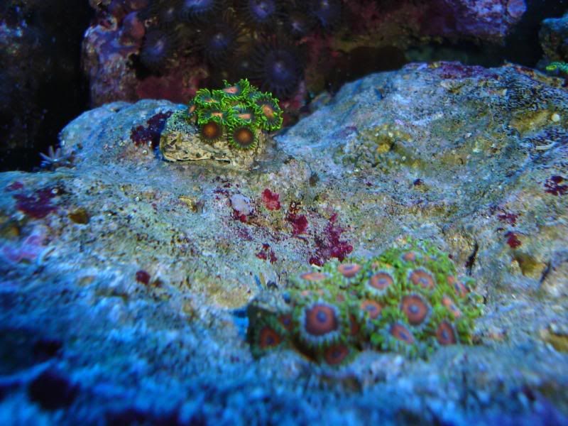 ReefTank013.jpg