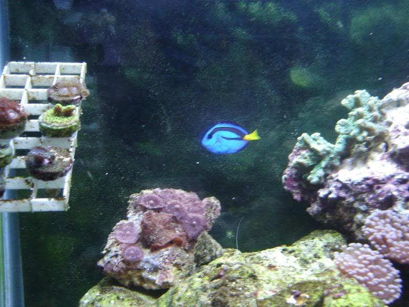 newtankpics008.jpg