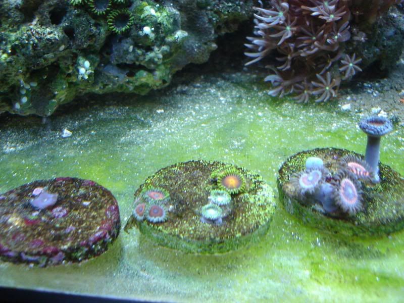 newtankpics009.jpg