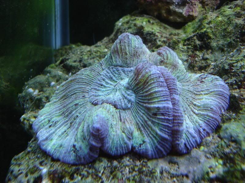 newtankpics011.jpg
