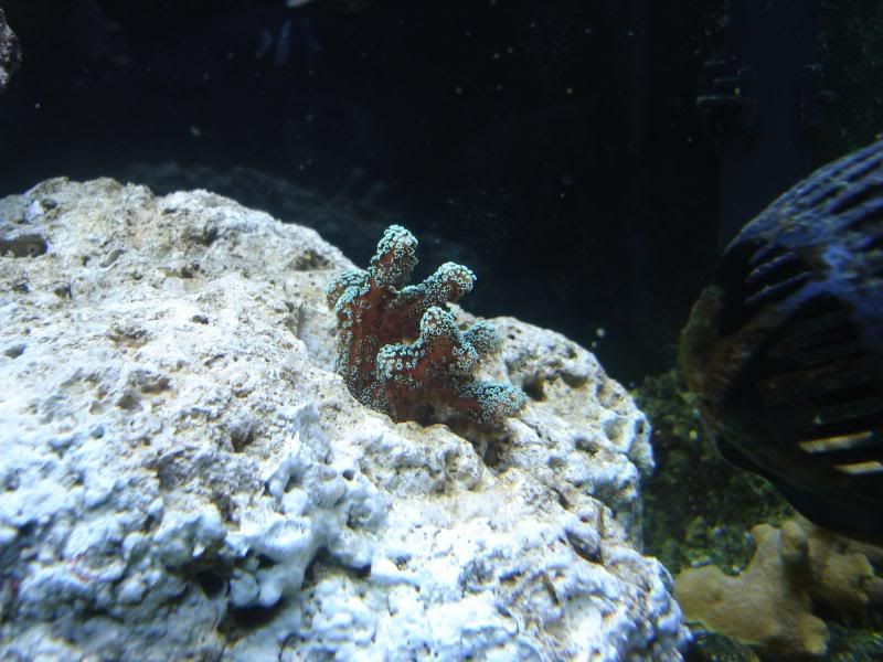 newtankpics014.jpg