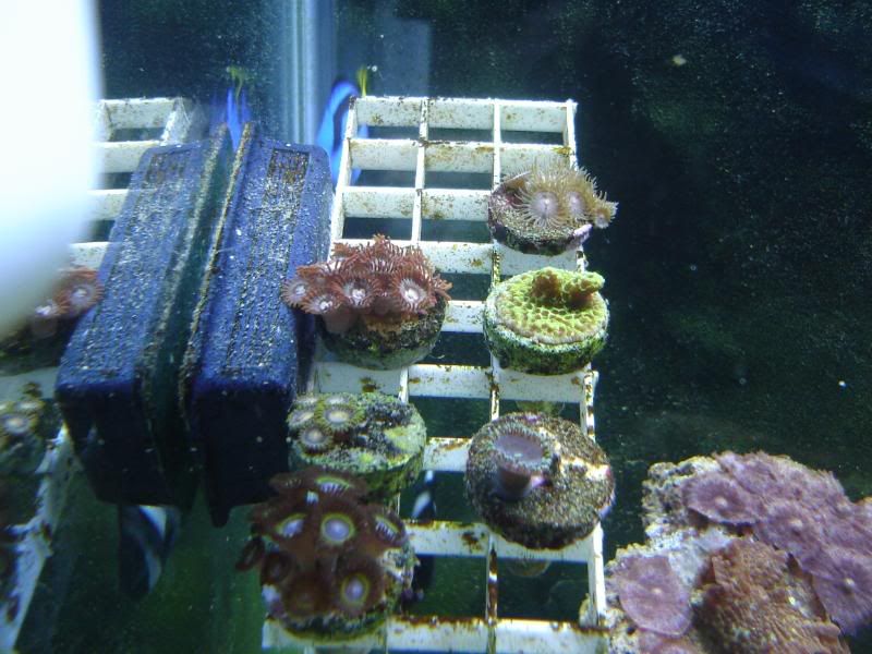 newtankpics015.jpg