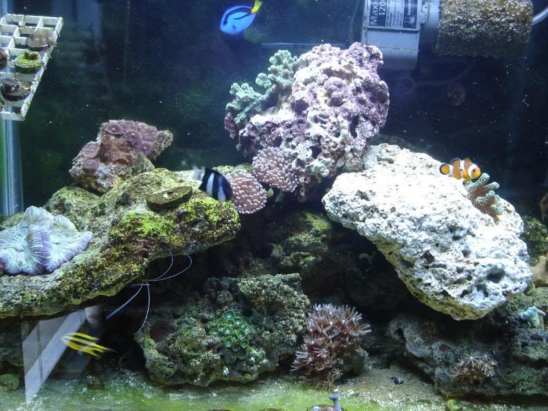 newtankpics016.jpg
