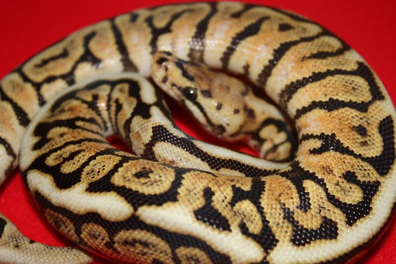 royal morphs at scales and tails Reptile Forums