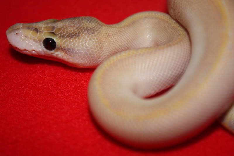 royal morphs at scales and tails Reptile Forums