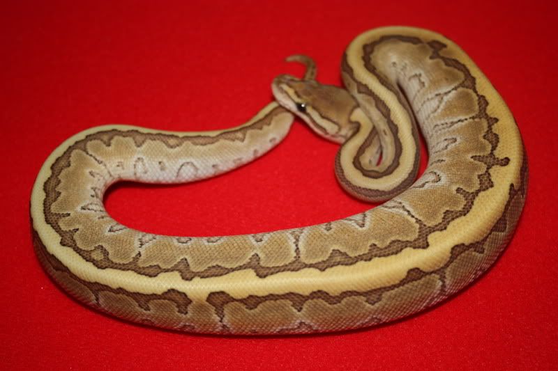 royal morphs at scales and tails Reptile Forums