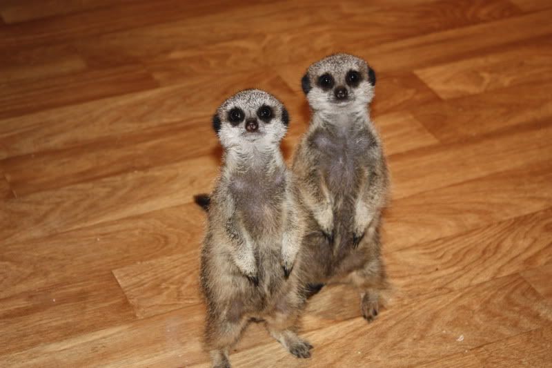 scales and tails updated list 7.7.09 Reptile Forums