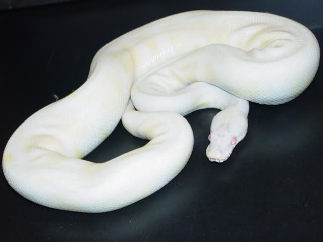 Snow Python