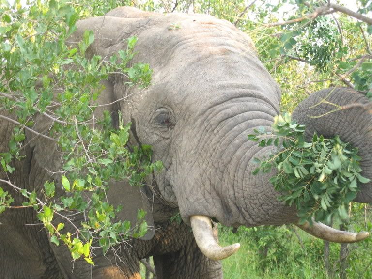We are litterally 10 yards away from this elephant and her baby while she tears into this poor tree. They strip the bark off the trees causing the tree to die!!