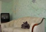 Loveseat Kitty 2