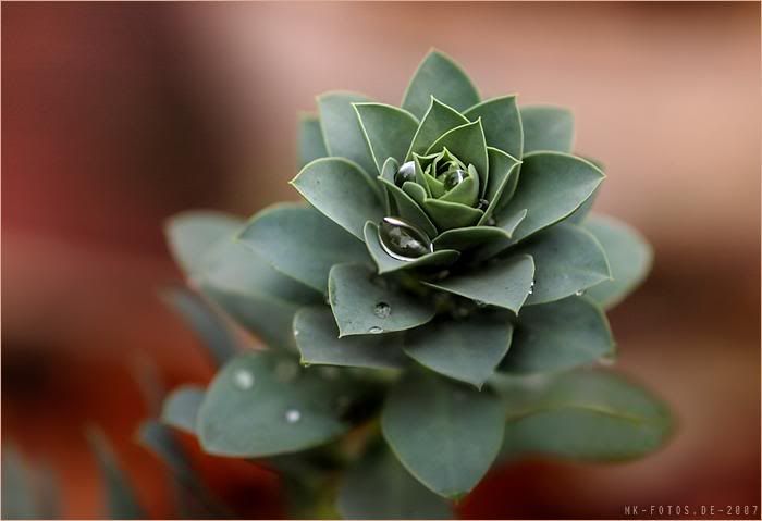 Euphorbia myrsinites