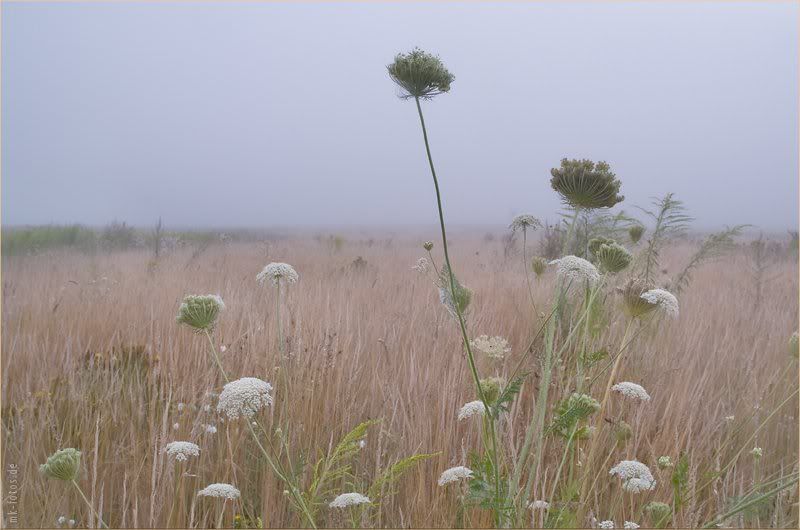 Разнотравье