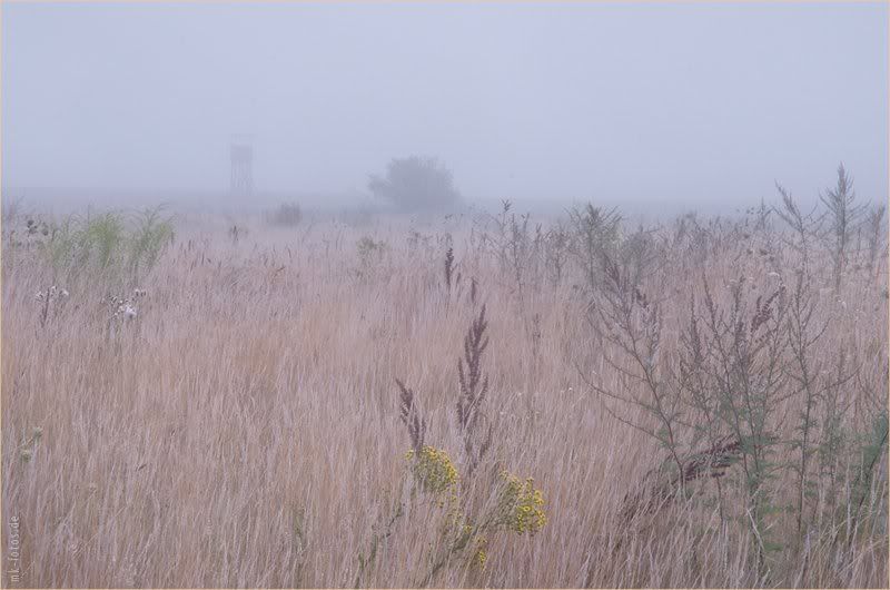 Разнотравье