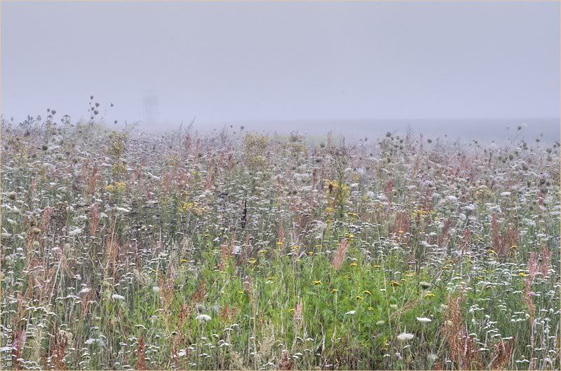 Разнотравье