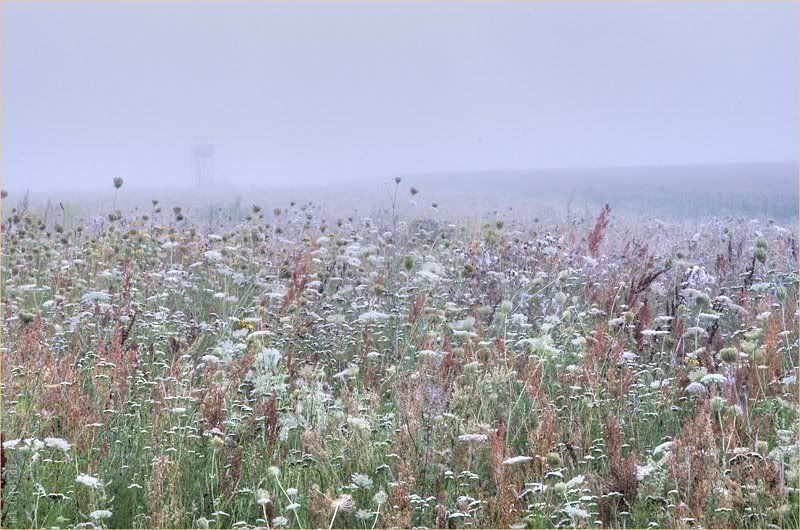 Разнотравье