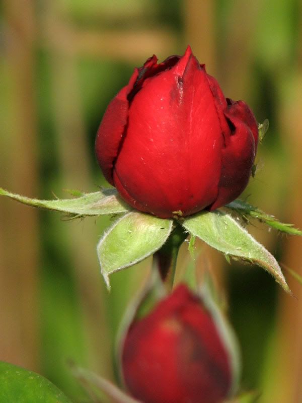 IMAGE: http://i68.photobucket.com/albums/i38/bmues/Bud.jpg