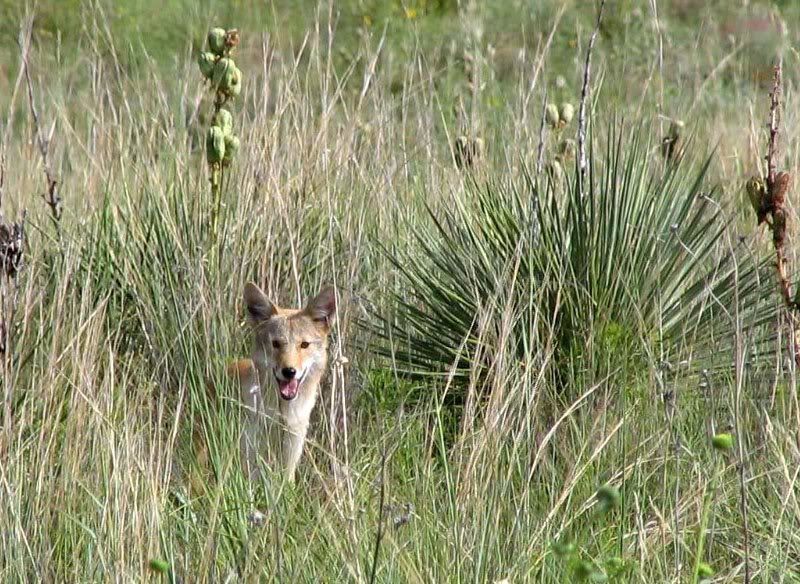 IMAGE: http://i68.photobucket.com/albums/i38/bmues/Coyote.jpg