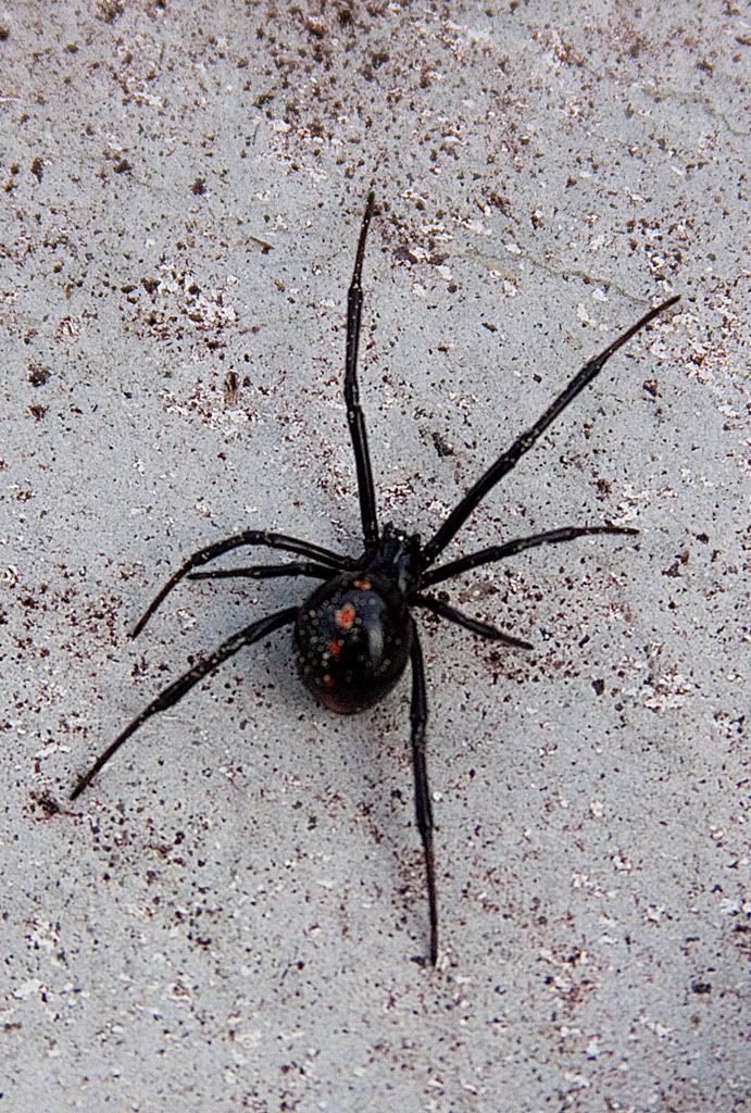 IMAGE: http://i68.photobucket.com/albums/i39/Tim_Kerr/Nature/BW-03April2010-1.jpg