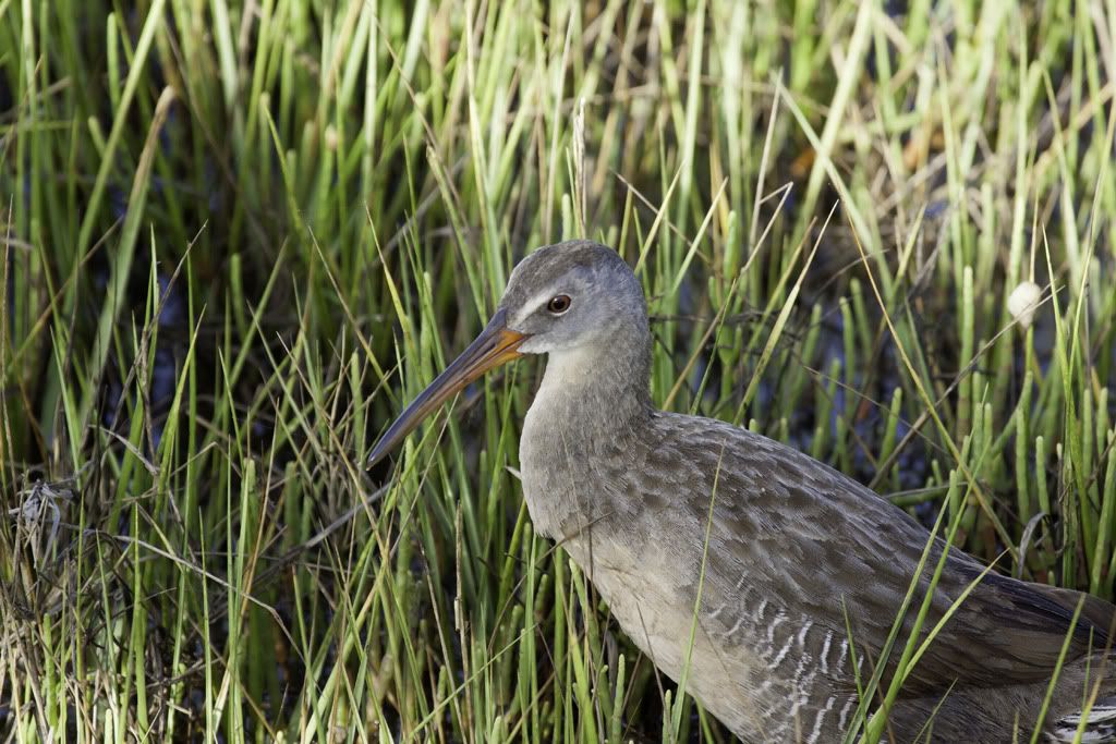 ClapperRail-2011July15-01.jpg