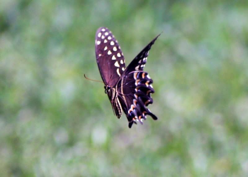 IMAGE: http://i68.photobucket.com/albums/i39/Tim_Kerr/Nature/IMG_0007.jpg