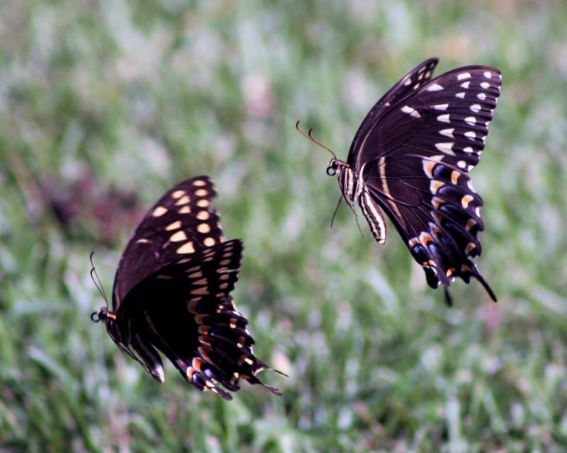 IMAGE: http://i68.photobucket.com/albums/i39/Tim_Kerr/Nature/IMG_0013.jpg