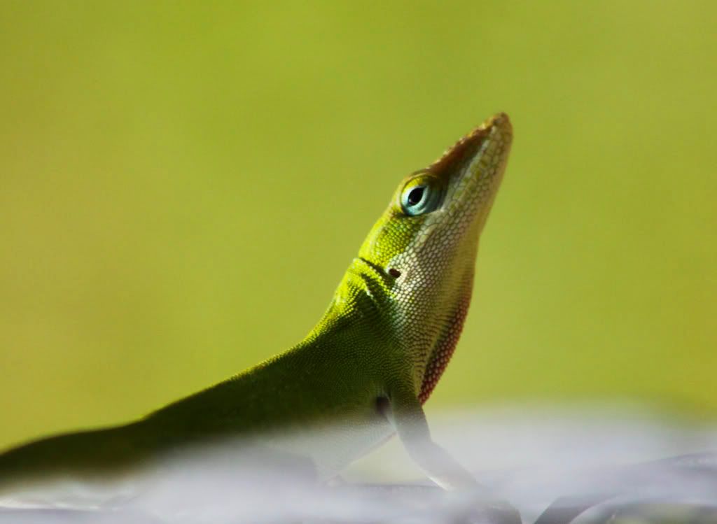 IMAGE: http://i68.photobucket.com/albums/i39/Tim_Kerr/Nature/Lizard_02.jpg