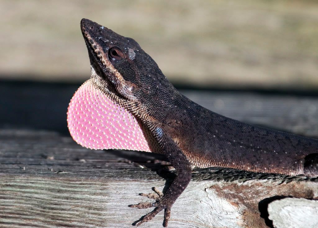 IMAGE: http://i68.photobucket.com/albums/i39/Tim_Kerr/Nature/Lizard_03.jpg