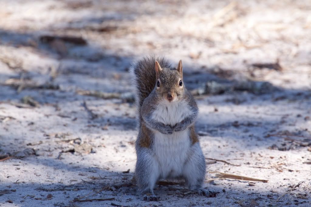 IMAGE: http://i68.photobucket.com/albums/i39/Tim_Kerr/Nature/Squirrel-01.jpg