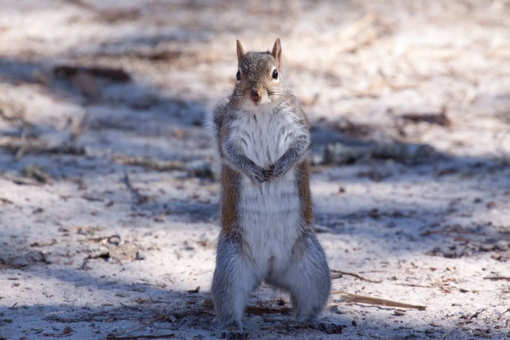 IMAGE: http://i68.photobucket.com/albums/i39/Tim_Kerr/Nature/Squirrel-02.jpg