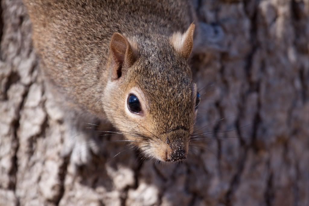 IMAGE: http://i68.photobucket.com/albums/i39/Tim_Kerr/Nature/Squirrel-07.jpg