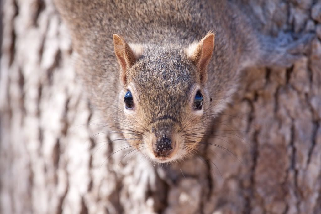 IMAGE: http://i68.photobucket.com/albums/i39/Tim_Kerr/Nature/Squirrel-08.jpg