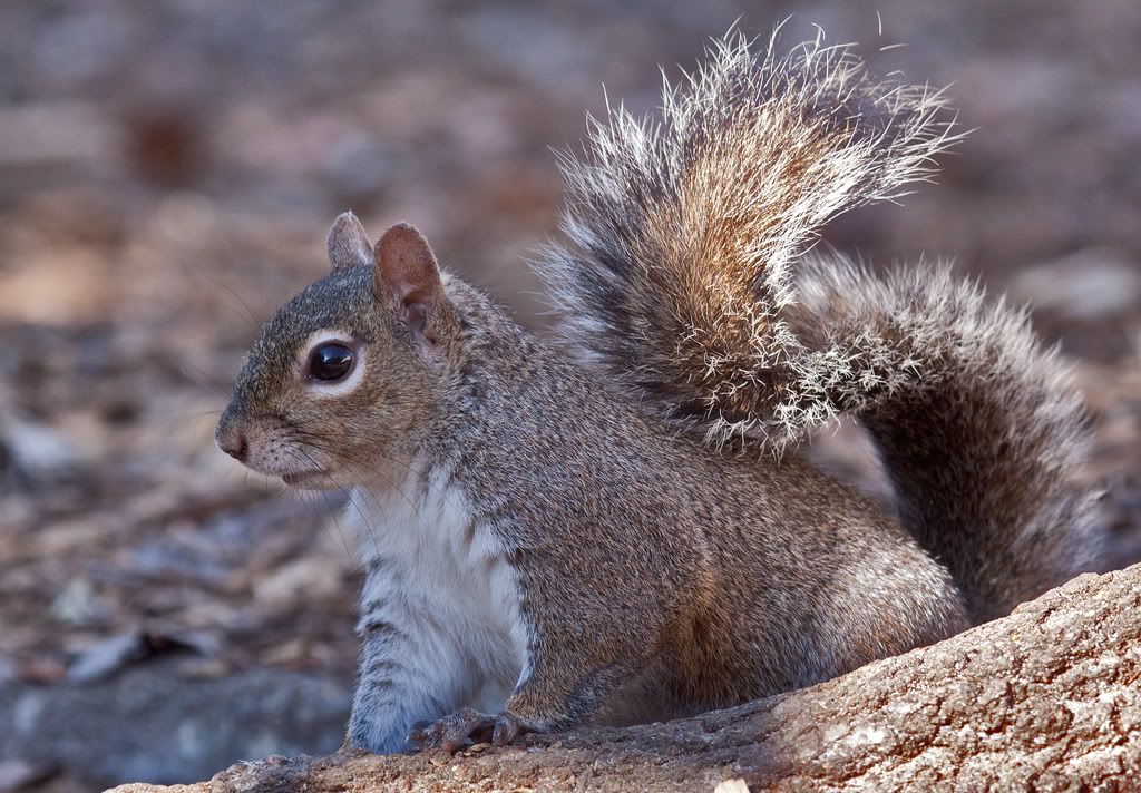 IMAGE: http://i68.photobucket.com/albums/i39/Tim_Kerr/Nature/Squirrel-20March2010-1.jpg
