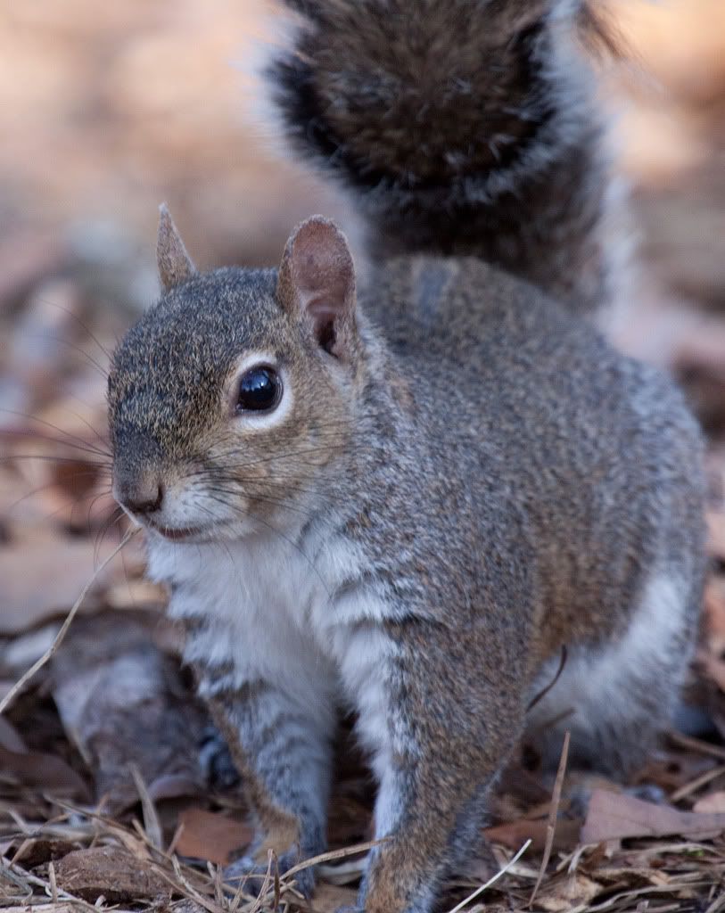 IMAGE: http://i68.photobucket.com/albums/i39/Tim_Kerr/Nature/Squirrel-20March2010-2.jpg