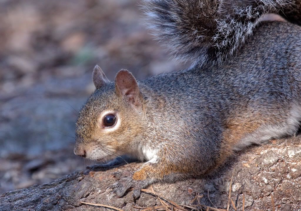IMAGE: http://i68.photobucket.com/albums/i39/Tim_Kerr/Nature/Squirrel-20March2010-3.jpg