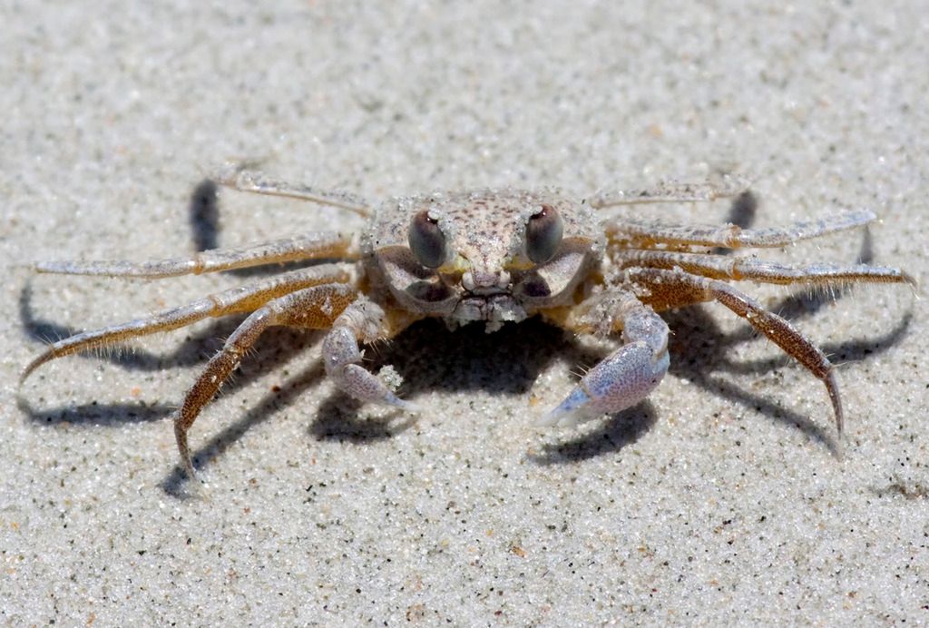 IMAGE: http://i68.photobucket.com/albums/i39/Tim_Kerr/Nature/crab-01.jpg