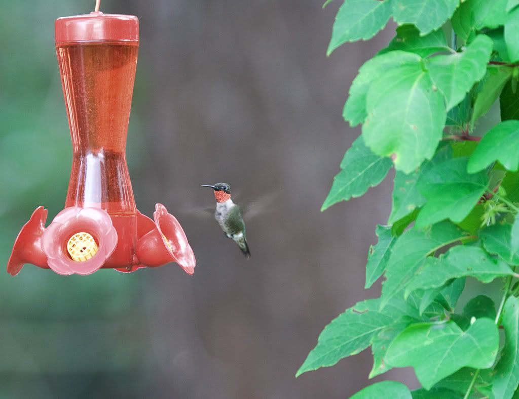 IMAGE: http://i68.photobucket.com/albums/i39/Tim_Kerr/Nature/hummingbird_1.jpg