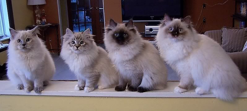 Ragdoll cats from Lions Royale - Blue Tortie,Seal lynx mitted,Seal Point,rare chocolate mitted ragdoll