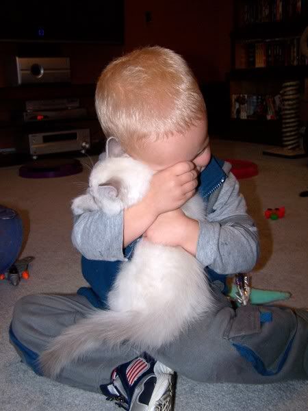 Bert and Ragdoll kitten snuggling