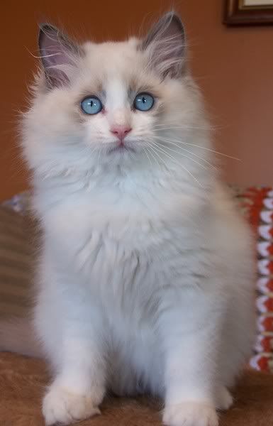 Blue Bicolor Ragdoll kitten